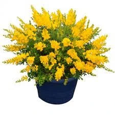 cytisus racemosus plante fleurie