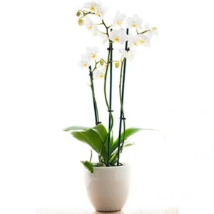 Orchidée blanche 3 branches livrée avec son cache-pot en faïence blan