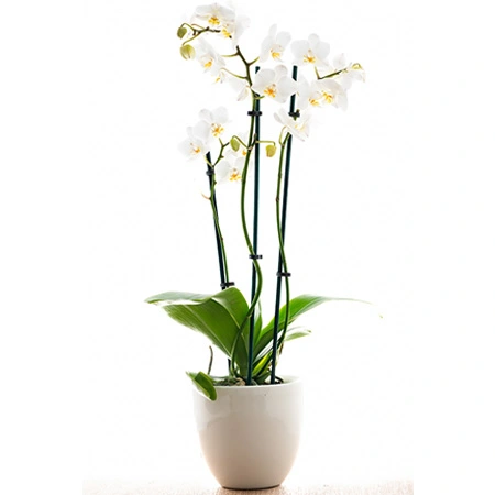 Orchidée blanche 3 branches livrée avec son cache-pot en faïence blan