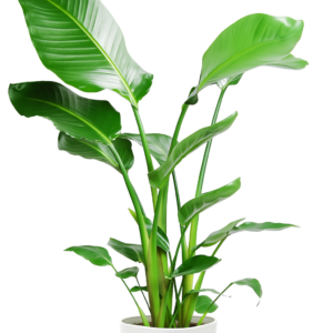 strelitzia nicolae