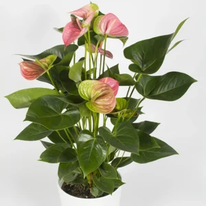 anthurium rose