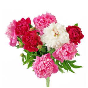 Accueil bouquet de pivoines bruxelles