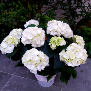 hortensia blanc bruxelles