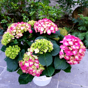hortensia rouge