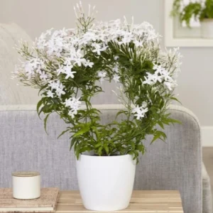 jasminum polyanthum