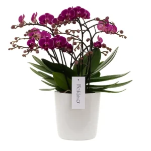 orchidée mauve à plus de 100 fleurs