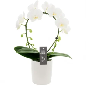 orchidée ronde blanche