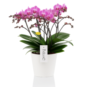 orchidée rose à 100 fleurs