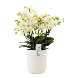 Orchidée 100 blancs