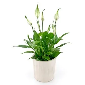 plante spathiplyllum