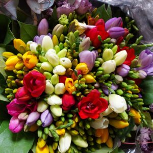 freesia