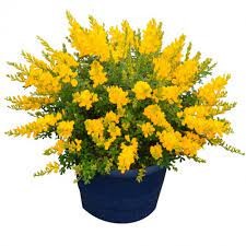 Cytisus racemosus