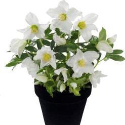 Plante fleurie d’hiver en pot – hellébore blanche en cache-pot en faïence blanc