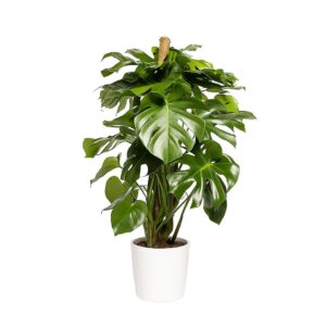 Monstera deliciosa