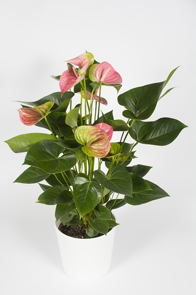 Anthurium rose Anthurium rose