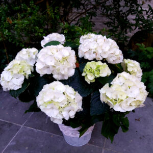hortensia blanc