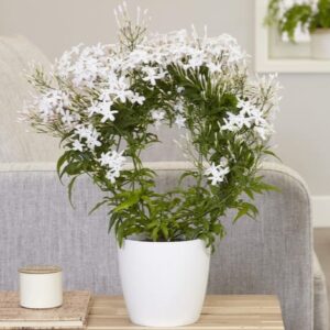 Jasmin d'intérieur