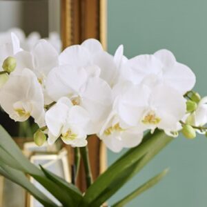 Orchidée Boho Blanche