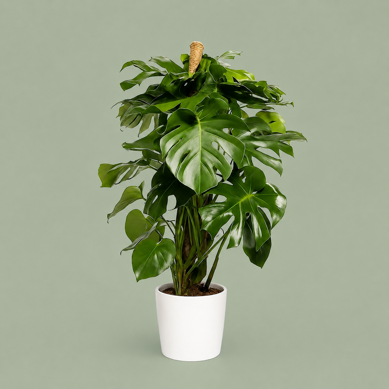 monstera deliciosa pour une livraison à bruxelles