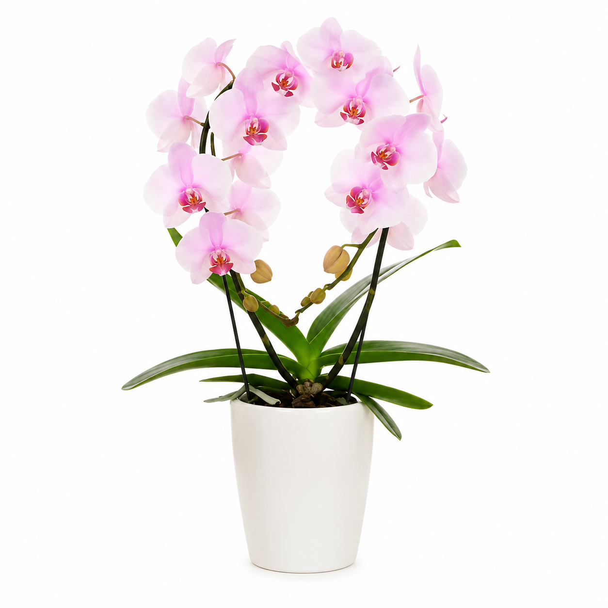 une belle orchidée à offrir, à livrer partout autour de soi à bruxelles