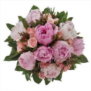 pivoine rose