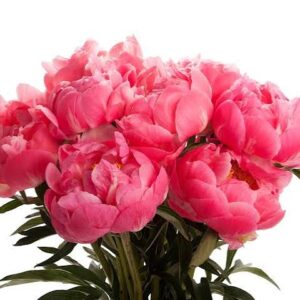 bouquet pivoines corail