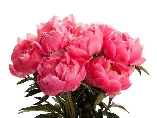 bouquet pivoines corail