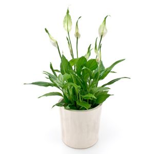 Spathiphyllum