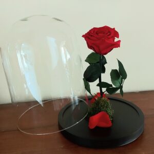 rose rouge éternel xl