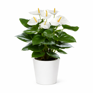 pour offrir une plante d'inérieur, résistante, pour livrer partout à bruxelles