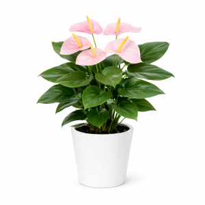 anthurium rose plante verte à livrer partout à Bruxelles