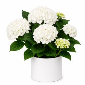 une plante à llivrer à bruxelles? pensez à Botanica, fleuriste à Uccle, pour livrer un bel hortensia blanc