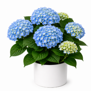 belle plante à offrir pour l'intérieur et à replanter à l'extérieur après