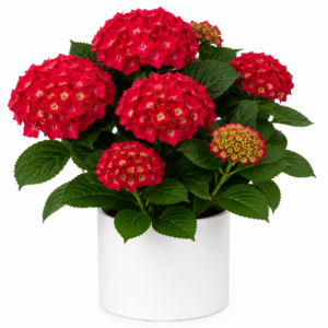 une plante à offrir à bruxelles ? Pensez à l'hortensia rouge. Pour l'intérieur, mais aussi à planter ou à replanter au jardin ....