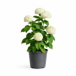 belle plante à offrir pour l'été à Bruxelles