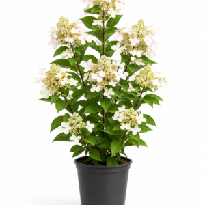 bel hortensia à offrir à Bruxelles