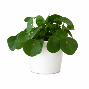 plante verte à offrir , envoyer une plante, envoyer une fleur