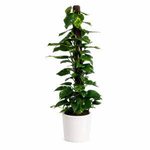 belle plante verte à offrir ou à livrer partout à Bruxelles, belgique