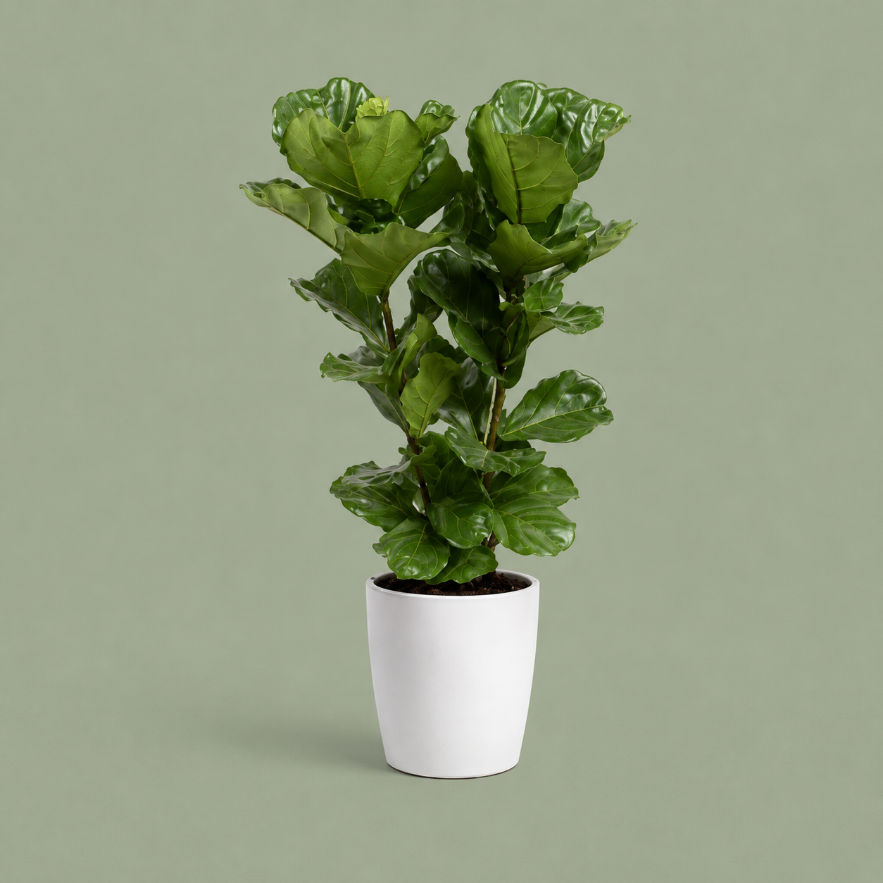 Ficus lyrata