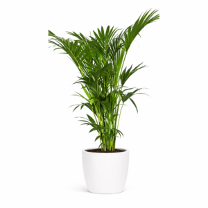 plante verte pour l'intérieur pour donner un air d'exotisme à la maison ou pour décorer un événement