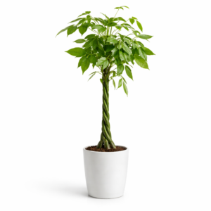 Grande plante verte résistante pour l'intérieur, plantes en livraison