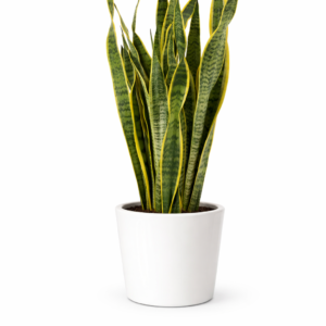 à livrer une belle plante verte partout à Bruxelles