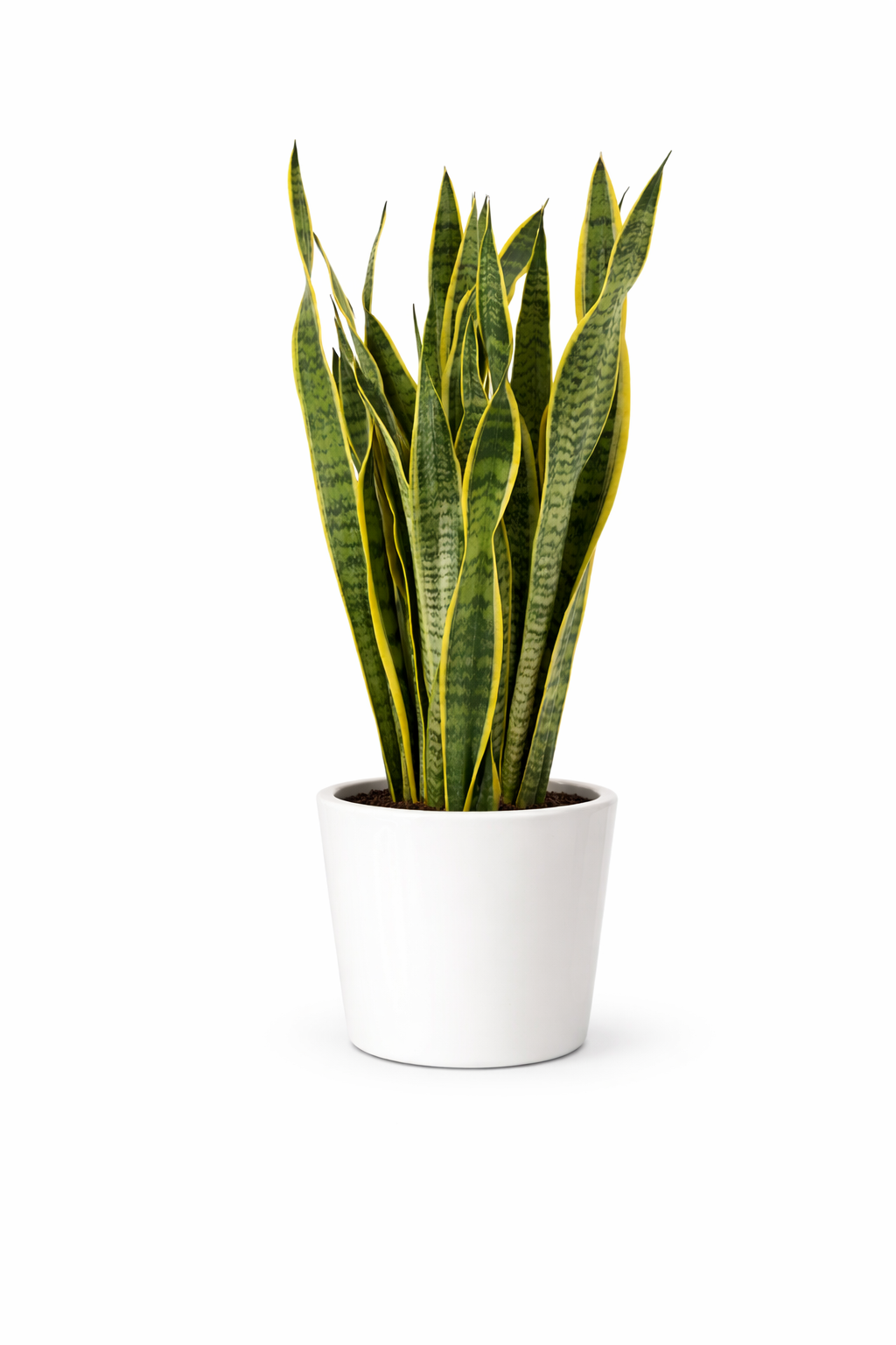 à livrer une belle plante verte partout à Bruxelles