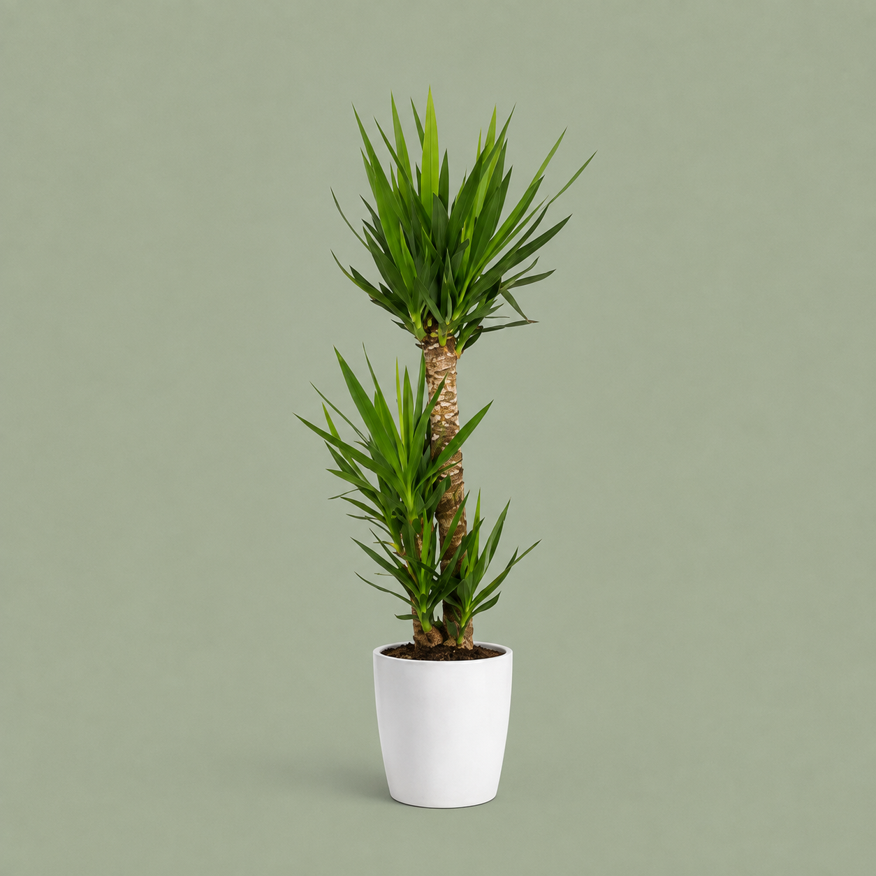 yucca plante verte livraison