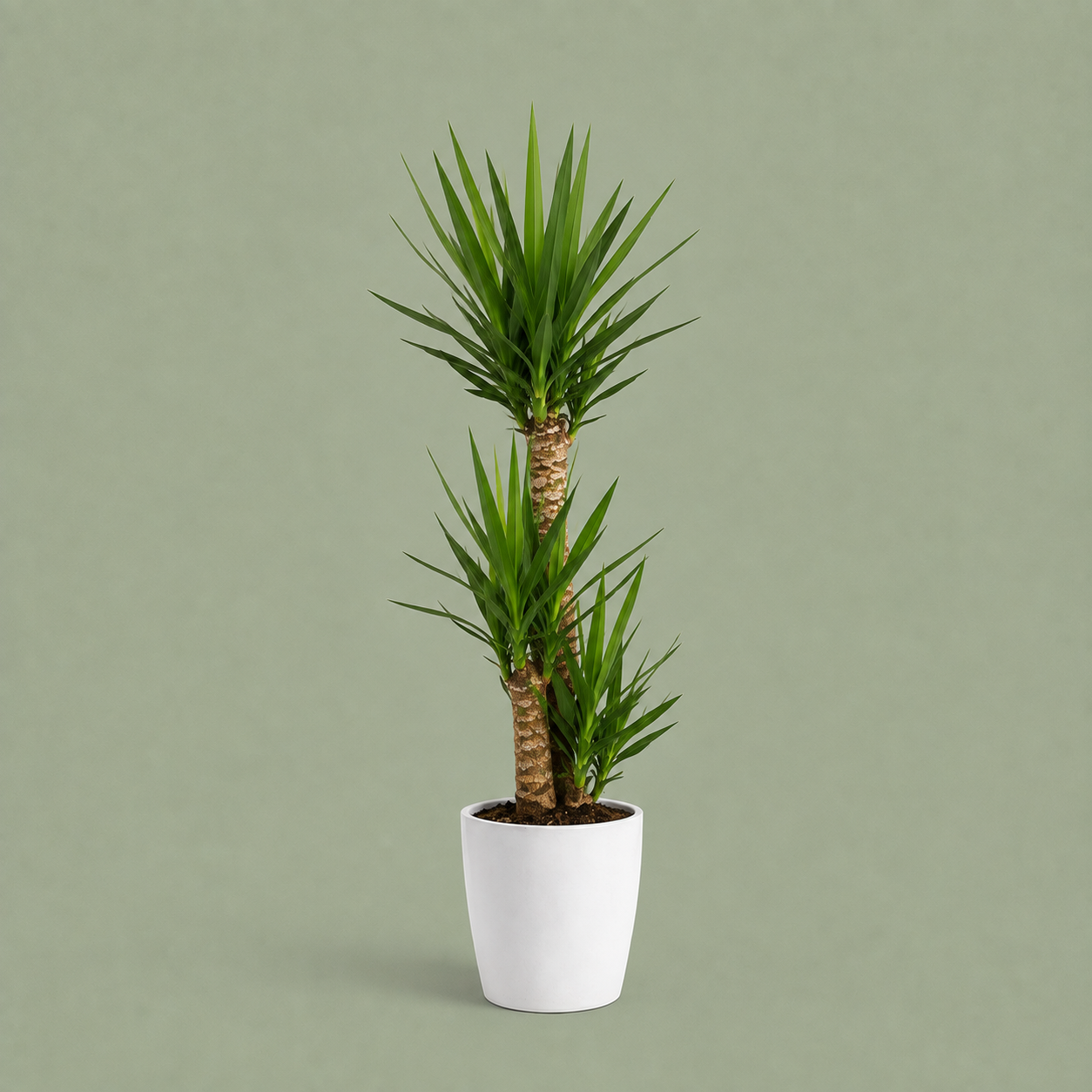 Yucca plante livraison bruxelles