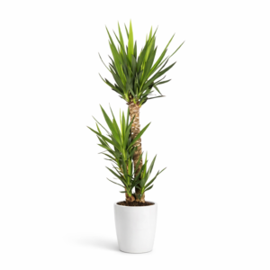plante verte à offrir à livrer à bruxelles