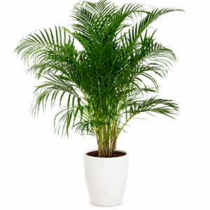 plante verte livraison bruxelles uccle palmier