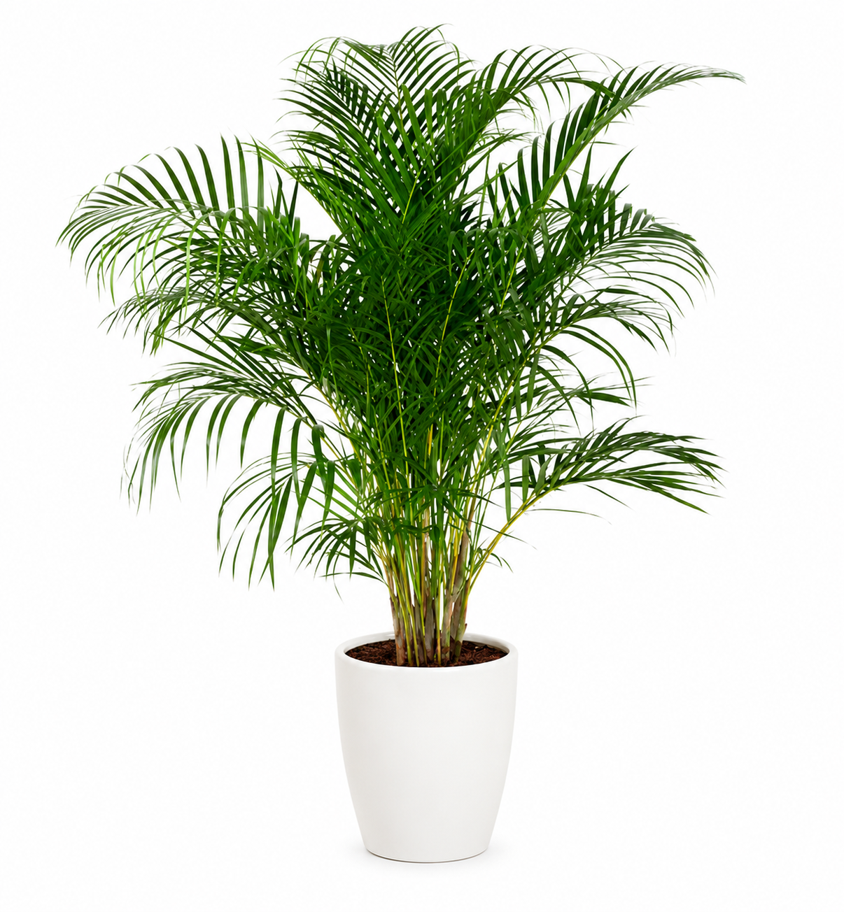 plante verte livraison bruxelles uccle palmier