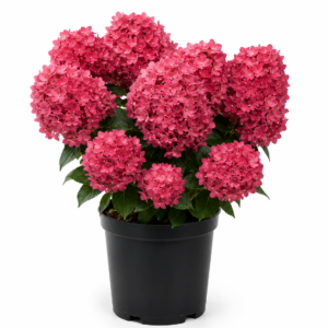 Hydrangea paniculata Bonfire : bel hortensia pour planter en terrasse ou en jardin