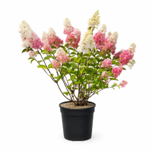 Hydrangea paniculata Vanille Fraise
